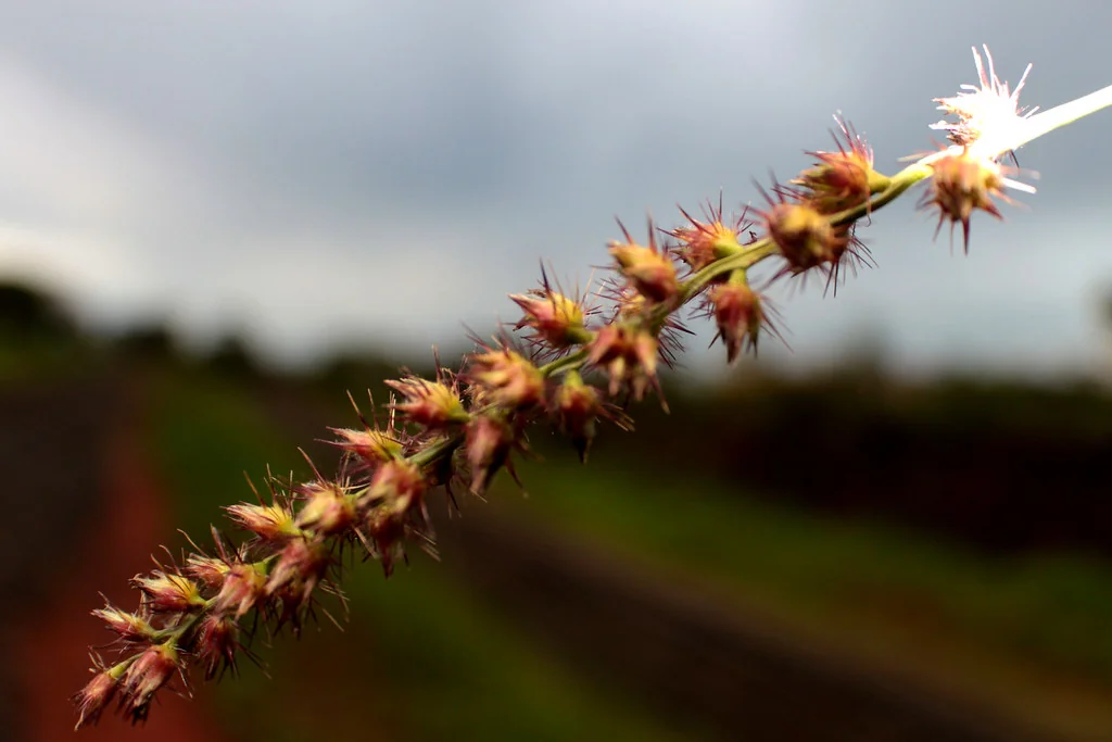 Haste com carrapichos em primeiro plano e paisagem desfocada